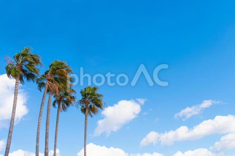青空とヤシの木 青空,ヤシの木,海岸の写真素材