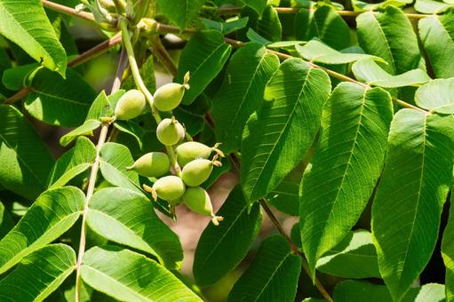 Japanese walnut⑴, JPG Japanese walnut⑴, JPG