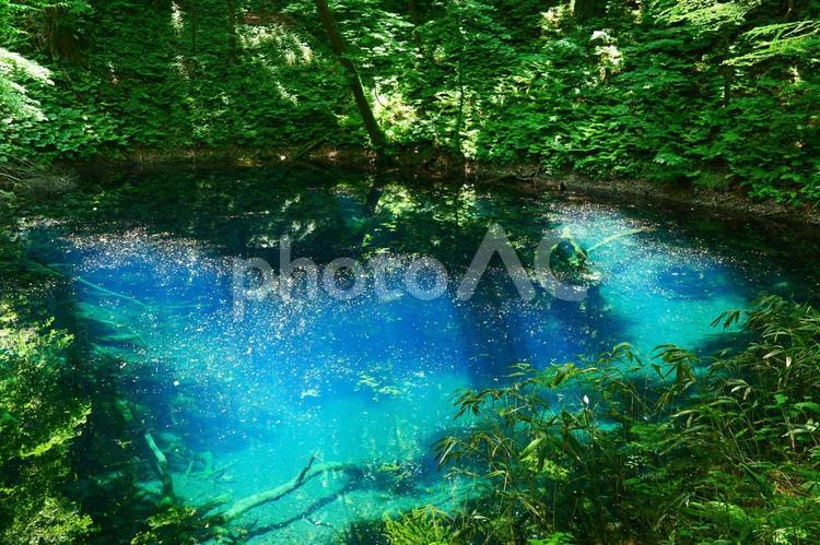 白神山地の青池。深浦、青森。６月上旬。 青池,十二湖,白神山地の写真素材