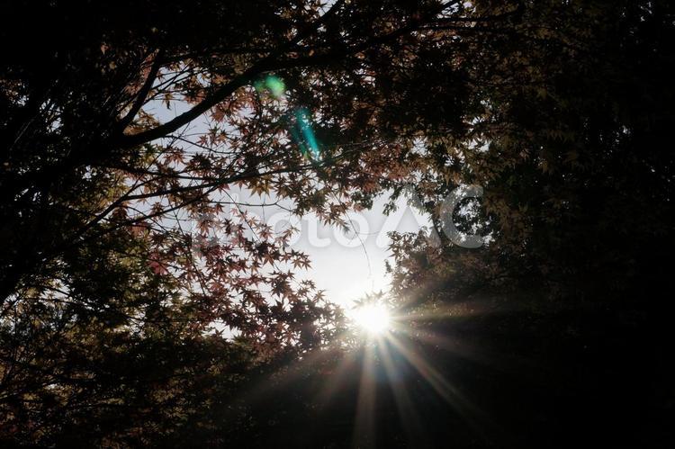 木漏れ日 木漏れ日,紅葉,夕方の写真素材