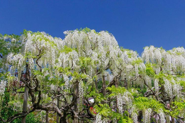 あしかがフラワーパークの白藤 藤,ふじのはな物語,大藤の写真素材