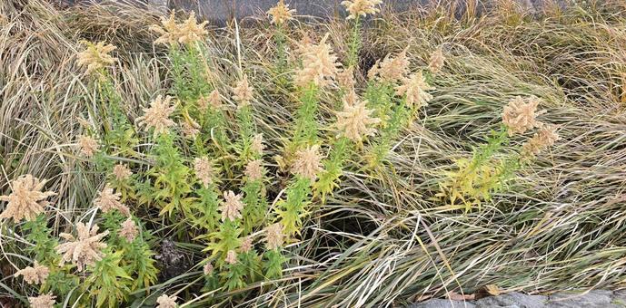 セイタカアワダチソウの穂 セイタカアワダチソウの穂 セイタカアワダチソウ,穂,草の写真素材