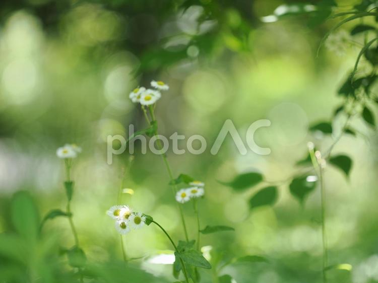 夏の緑がしげる野原の風景 花,野花,草原の写真素材