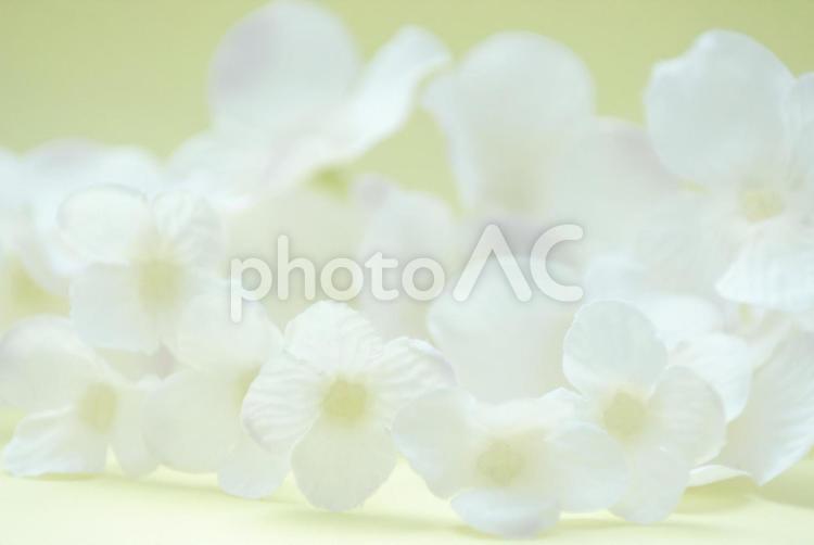 淡い花のプーケ 花,薔薇,淡いの写真素材