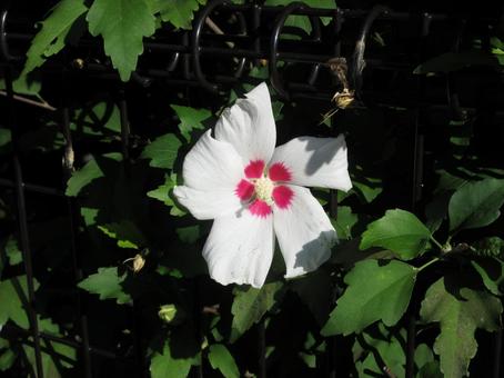 初秋の朝に咲くムクゲの白い花 初秋の朝に咲くムクゲの白い花の写真