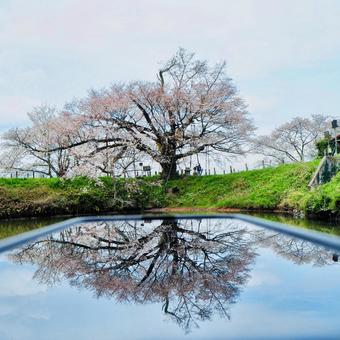 浅井の一本桜 浅井の一本桜 浅井の一本桜,逆さ桜,リフレクションの写真素材
