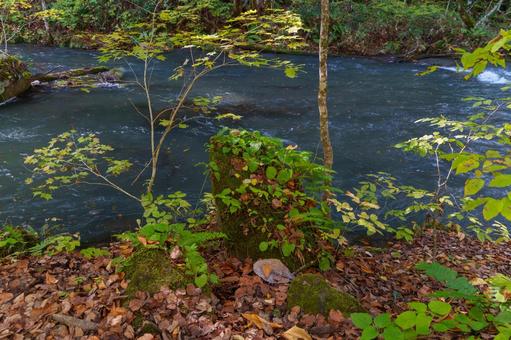 奥入瀬の紅葉の写真