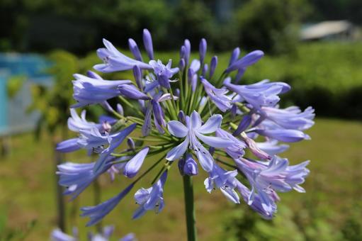 Agapanthus ในสวน, agapanthus, ดอกไม้, สวย, JPG