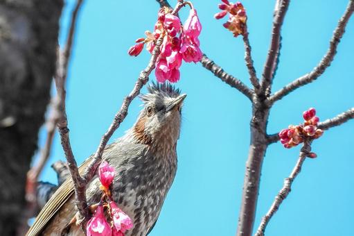 ヒヨドリ ヒヨドリの写真