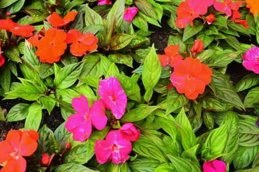 ビビッドな花々 ビビッドな花々の写真