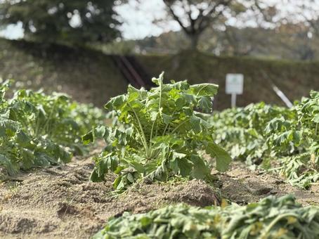 大根畑　もうすぐ収穫です。 植物,季節,秋の収穫の写真素材