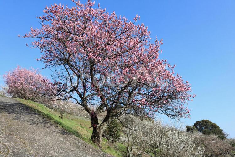 満開の梅の木　梅の花　春の日　青空 梅の花,紅梅の木,青空の写真素材