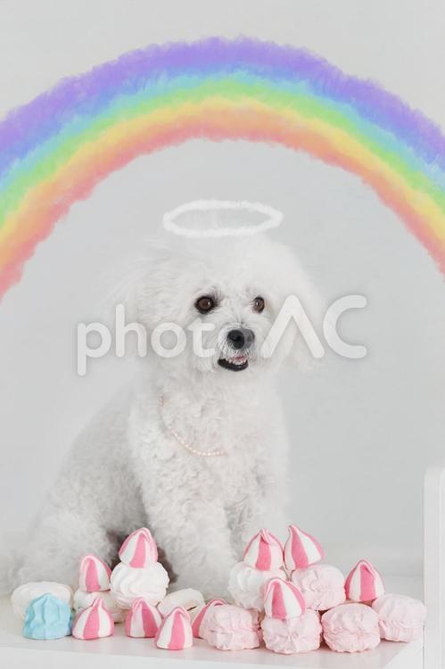 天使の輪と虹を背景に記念撮影した犬 トイプードル,犬,小型犬の写真素材