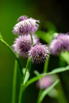 Thistle flower, JPG Thistle flower, JPG
