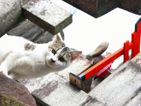 猫 2 20101121 猫 2 20101121の写真
