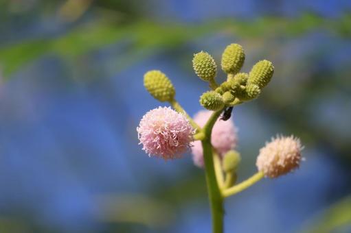 ピンクのブラックミモザの花の枝のアップ ピンク,ブラックミモザ,花の写真素材