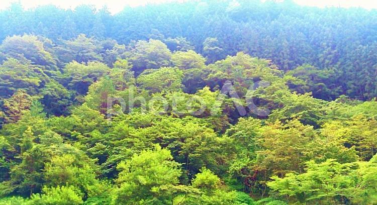 青々として 緑,グリーン,風景の写真素材