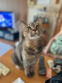 Cat whisker bag, JPG Cat whisker bag, JPG