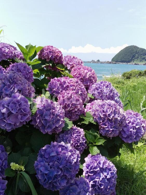 海辺のアジサイ 風景,花,あじさいの写真素材