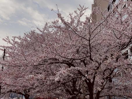 都会に咲く桜の写真