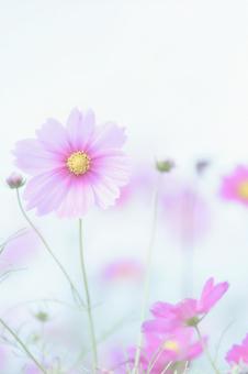冷たいハイキーソフトなピンク色コスモス 冷たいハイキーソフトなピンク色コスモス コスモス,ピンク,花の写真素材