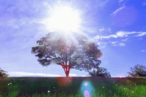 夏の風景/ケヤキの木と太陽光 夏の風景/ケヤキの木と太陽光 ケヤキの木,太陽光,夏の写真素材