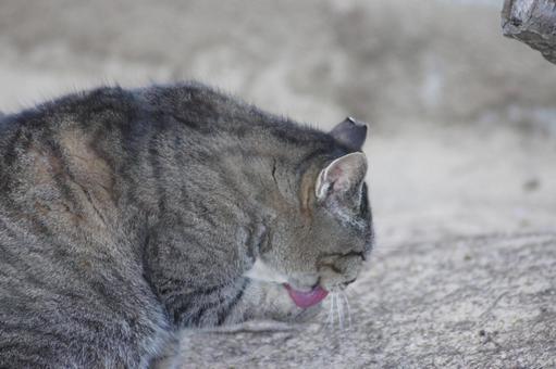 ねこ ねこ のらねこ,にゃんこ,可愛いの写真素材