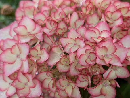 赤の縁取りがかわいい紫陽花 赤の縁取りがかわいい紫陽花の写真