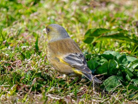 地面を歩くカワラヒワ 地面を歩くカワラヒワの写真