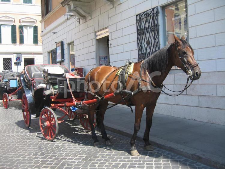 夏のイタリア　ローマの街角で休む馬車 馬車,馬,ローマの写真素材