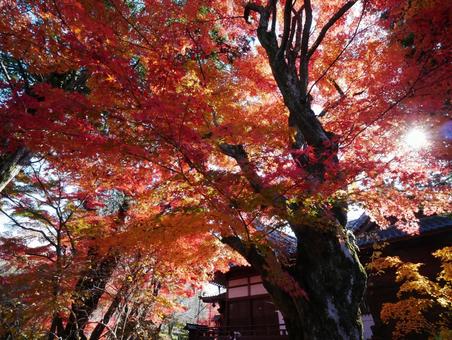 懐古園の紅葉 紅葉,もみじ,小諸城跡の写真素材