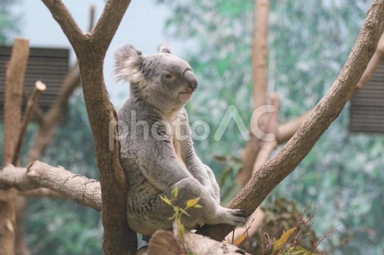 物憂げなコアラ コアラ,動物,生き物の写真素材