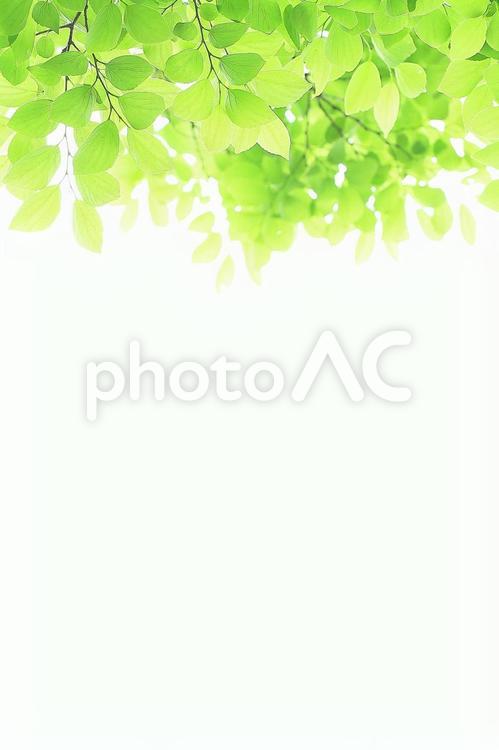新緑の若葉　エノキの明るい葉っぱ　 新緑,若葉,エノキの写真素材