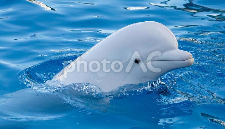 イルカ イルカ,生き物,イルカショーの写真素材