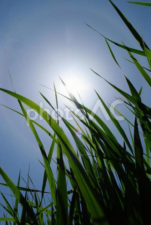 太陽の光を浴びて成長する草 新緑,みずみずしい,光彩の写真素材
