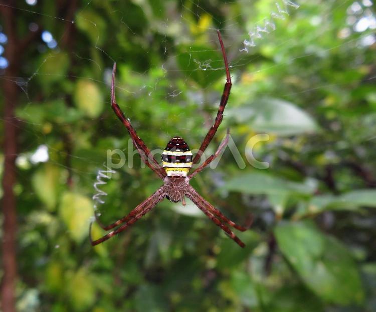 コガタコガネグモ成体♀ コガタコガネグモ,クモ,蜘蛛の写真素材