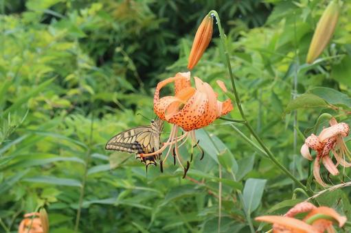 オニユリとアゲハチョウ オニユリとアゲハチョウ 7月,夏,ゆりの写真素材