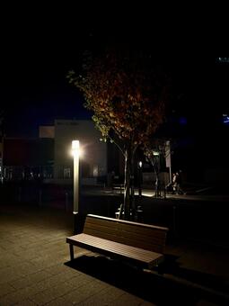 福井県庁　冬の夜のベンチ 街路樹,モミジ,紅葉の写真素材