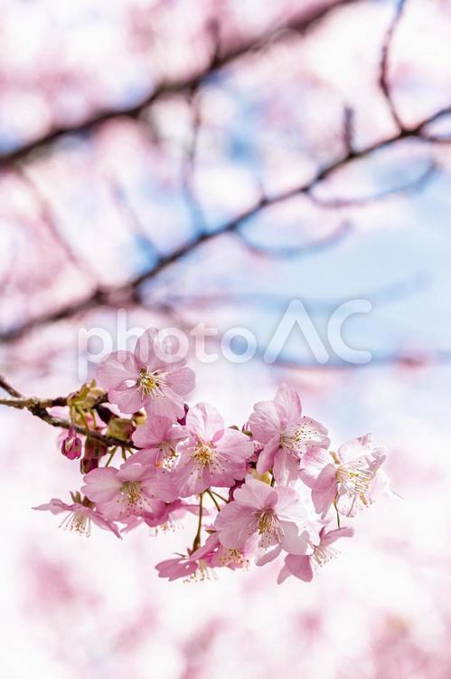【神奈川県】鮮やかな春の三浦海岸の河津桜 春,桜,河津桜の写真素材