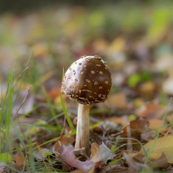 きのこ（テングタケ） テングタケ,キノコ,毒キノコの写真素材