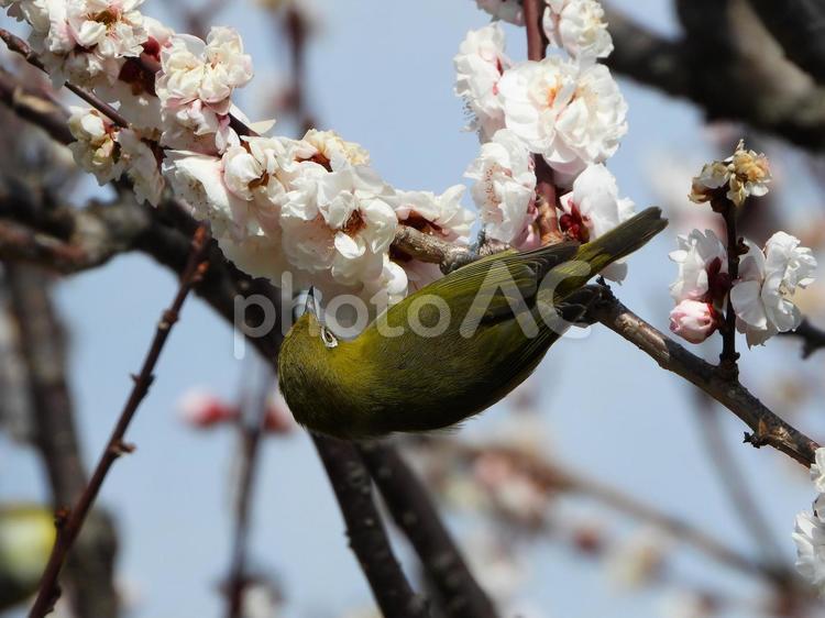 逆さまで白梅の蜜を吸うメジロ3 メジロ,鳥,小鳥の写真素材