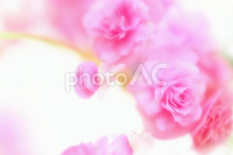 かわいいベゴニア_ソフトフォーカス_イメージ ベゴニア,花,バレンタインの写真素材