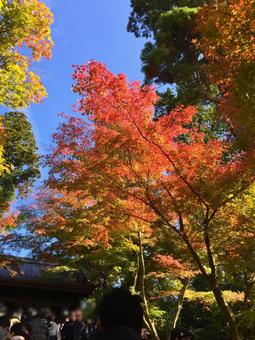 紅葉 紅葉の写真