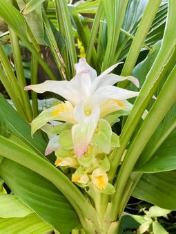 ウコンの花 ウコンの花 野菜,自然,栽培の写真素材