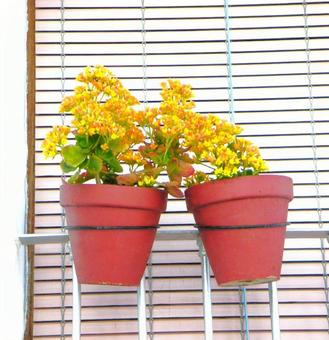 寄り添うお花 寄り添うお花の写真