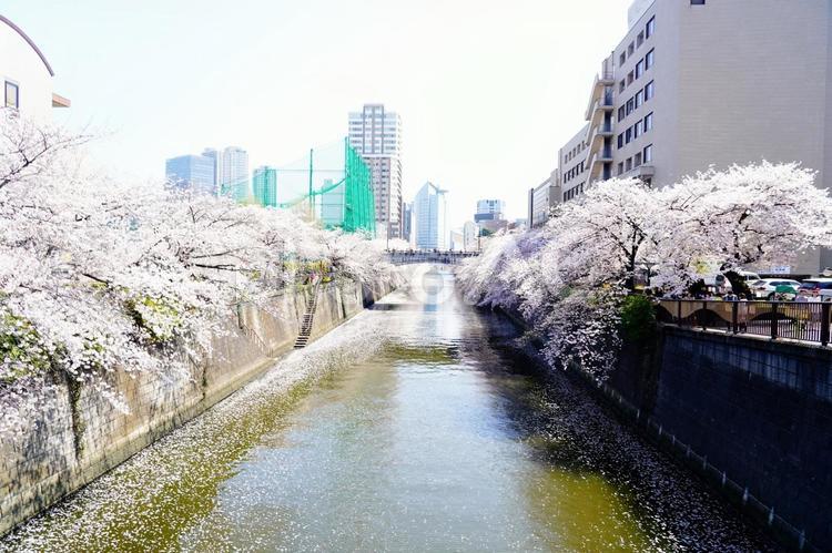 目黒川の桜並木 目黒川,桜,桜並木の写真素材