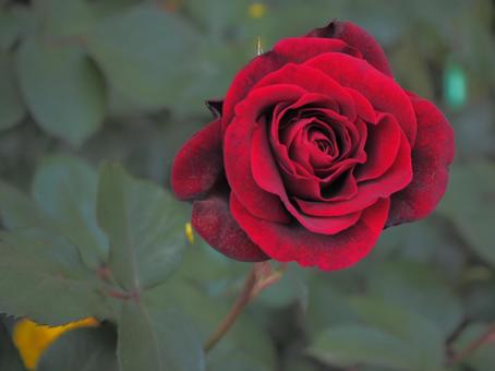 バラ バラ バラ,薔薇,赤いバラの写真素材