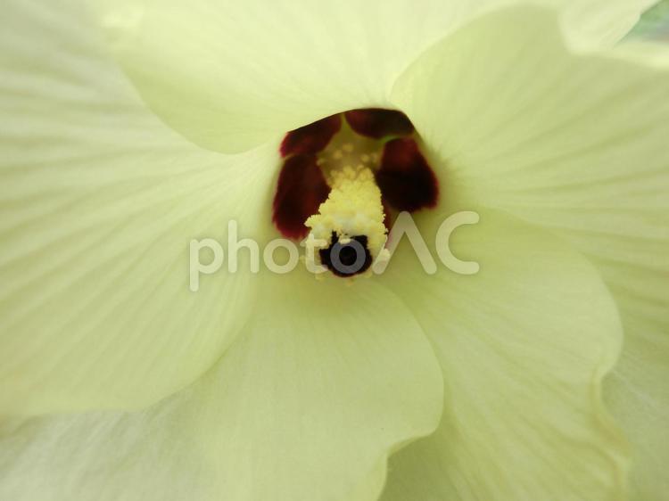 オクラの花3 オクラ,花,野菜の写真素材