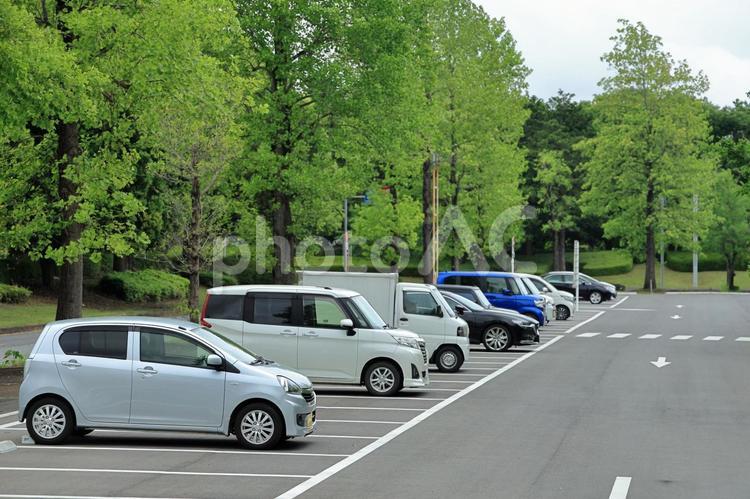 新緑のイチョウの木と駐車場の自動車 自動車,車,乗用車の写真素材