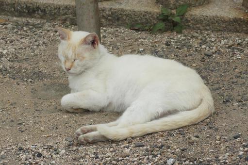 ねこ ねこ のらねこ,にゃんこ,可愛いの写真素材